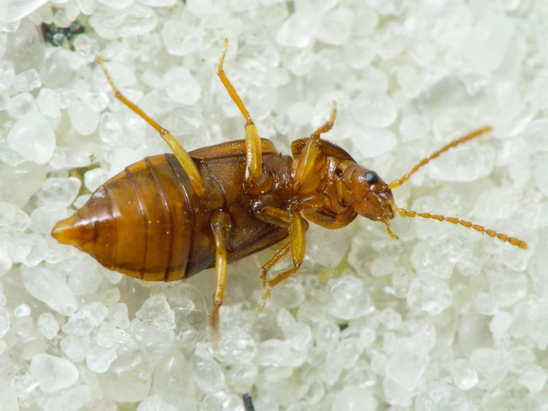 Olophrum assimile (Paykull, 1800)